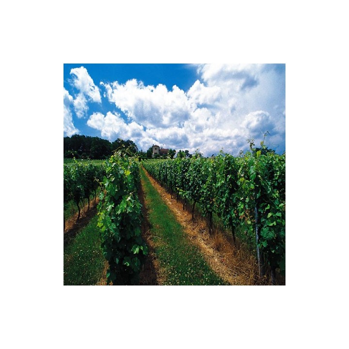 Enherbement Vigne Vitigreen n°4 - 10kg - semences professionnelles