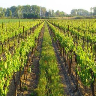 Enherbement Vigne Vitigreen n°4 - 10kg - semences professionnelles