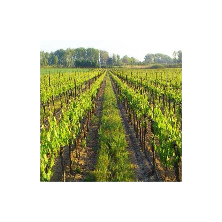 Enherbement Vigne Vitigreen n°4 - 10kg - semences professionnelles