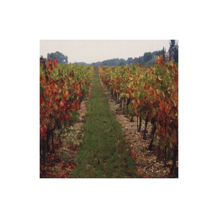 Enherbement Vigne Vitigreen n°4 - 10kg - semences professionnelles