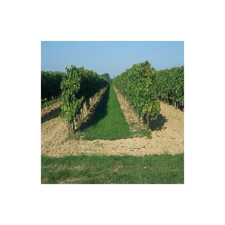 Enherbement Vigne Vitigreen n°4 - 10kg - semences professionnelles