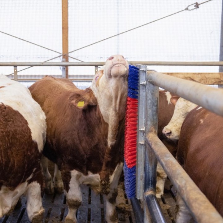 Brosse HappyCow Bully, 90x30 cm, rouge et bleu Kerbl