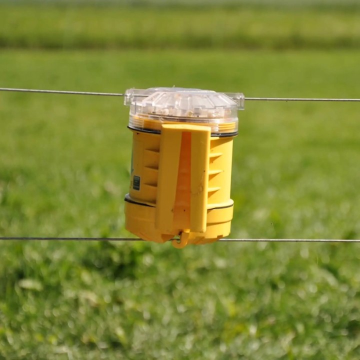 Protection contre les renards Foxlights