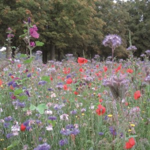 Semences pour Mélange Prairie fleurie Mellifère
