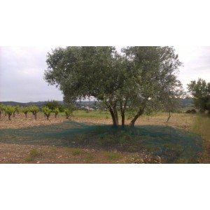copy of 