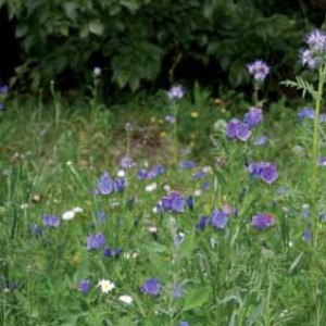 Mélange fleuri Nectar, sac 1 kg