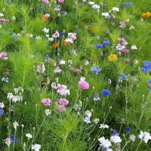 Mélange fleuri Floramix Annuel, 8 fleurs, sac 1 kg