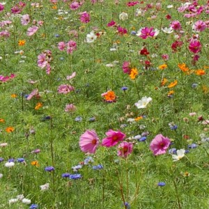 Mélange fleuri Floramix Eco, 8 fleurs et graminées, sac 10 kg