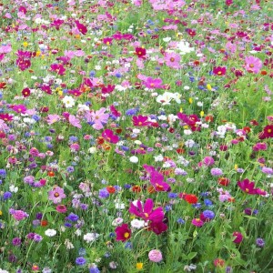 Mélange fleuri St Hubert, 4 fleurs, sac 1 kg