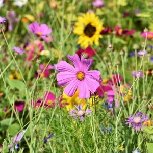 Mélange fleuri Idylle, 8 fleurs et graminées, sac 1 kg