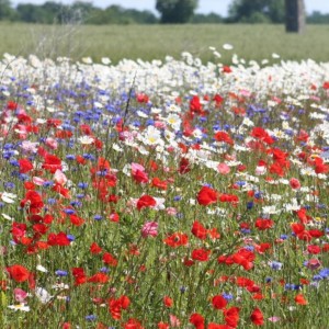 Mélange fleuri Fleurs d'antan, 11 fleurs, sac 1 kg