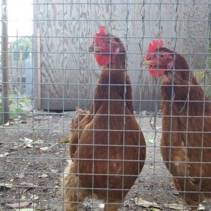 Grillage Soudé Maille Carrée pour Volières en 25m