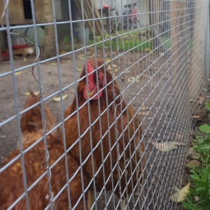 Grillage Soudé Maille Carrée pour Volières en 25m