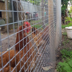 Grillage soudé maille carrée - Hauteur 1 m 50 - Rouleau 30 m