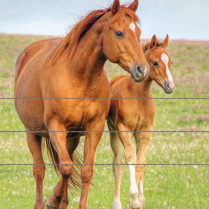 Câble Lisse galvanisé pour Clôture Chevaux rouleau 200 m