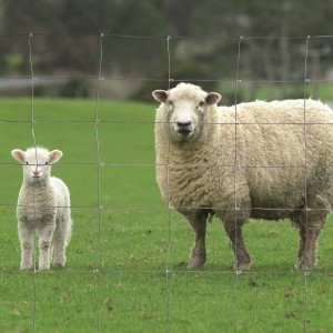 Grillage Noué "Léger" Mouton - Galva Riche - Rouleau de 50m