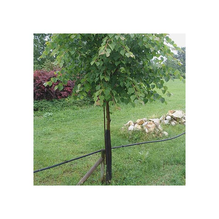 Gaine Protège Tronc Ø11cm FLEX - Pack de 120