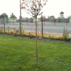Kit d'haubanage 3 points pour arbre
