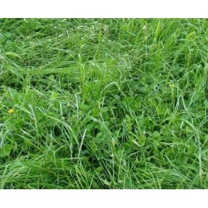 Mélange fourrager multi-espèces prairie, Terrains secs - sac de 15 kg