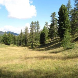 Enherbement Pistes non Paturées 20kg - 1000m² - semences professionnelles