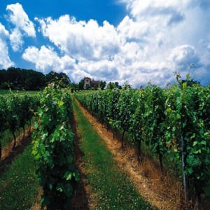 Enherbement Vigne Vitigreen n°5 - 10 kg - semences professionnelles