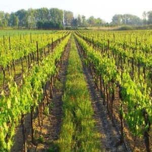 Enherbement Vigne Vitigreen n°5 - 10 kg - semences professionnelles