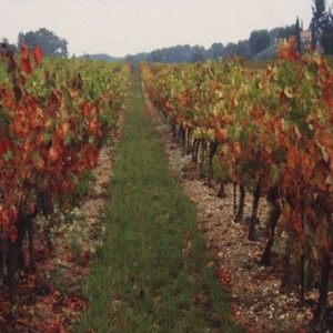 Enherbement Vigne Vitigreen n°5 - 10 kg - semences professionnelles