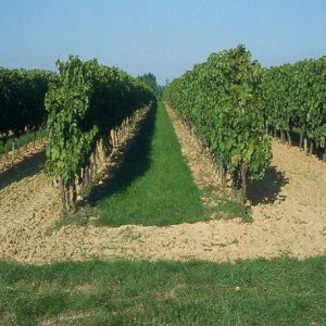 Enherbement Vigne Vitigreen n°5 - 10 kg - semences professionnelles