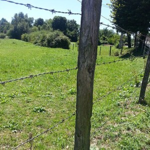 Cloture en barbelé / ronce douce