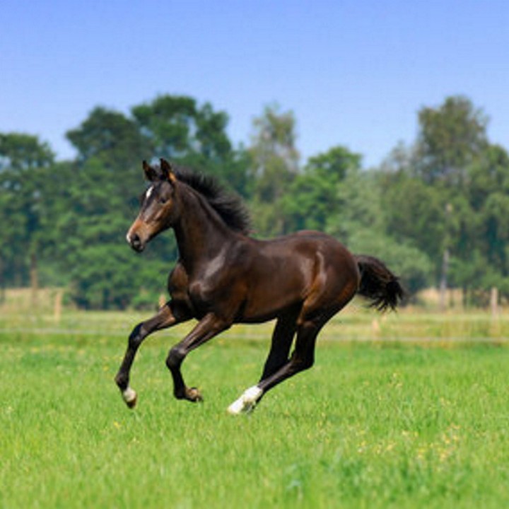 Mélange prairie cheval Horse Master Barenbrug, zone Nord/ Sud, sac 10 kg