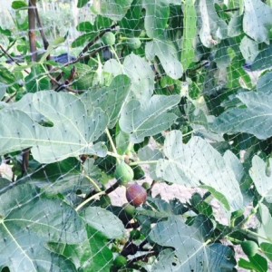 Filet anti-oiseaux pour protéger les fruits