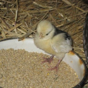 Aliment complet Gallinagrain basse-cour Le Père François, 25 kg