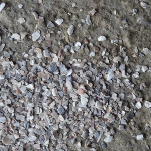 Coquilles d'huitres broyées pour pondeuse Le Père François