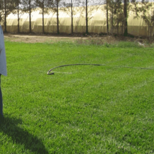 Gazon PENNISETUM CLANDESTINUM pour terrain sec 