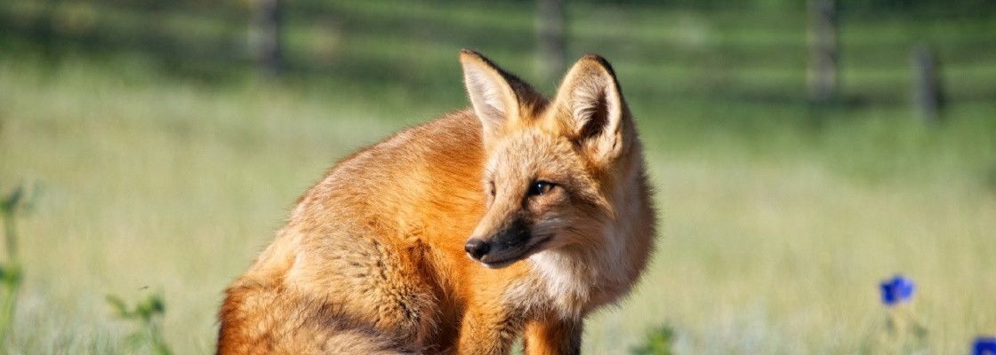 Anti-renard Foxlight