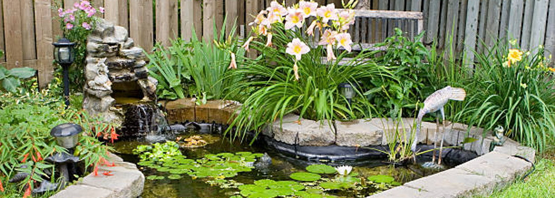 Bassins aquatiques, accessoires et équipements