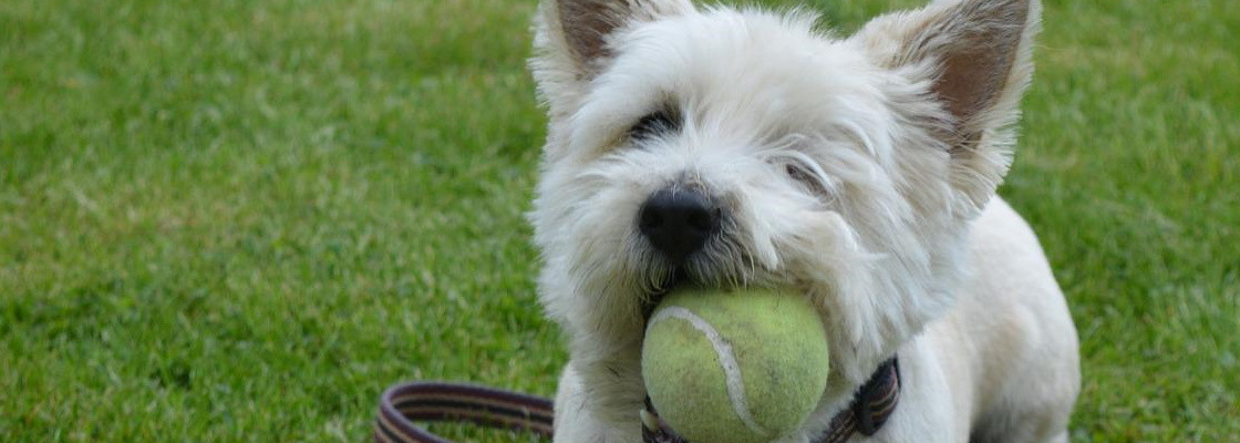 Jeux pour animaux