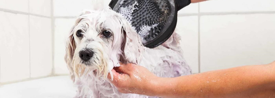 Toilettage, hygiène et soins