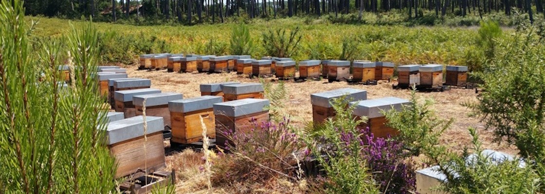 Apiculture