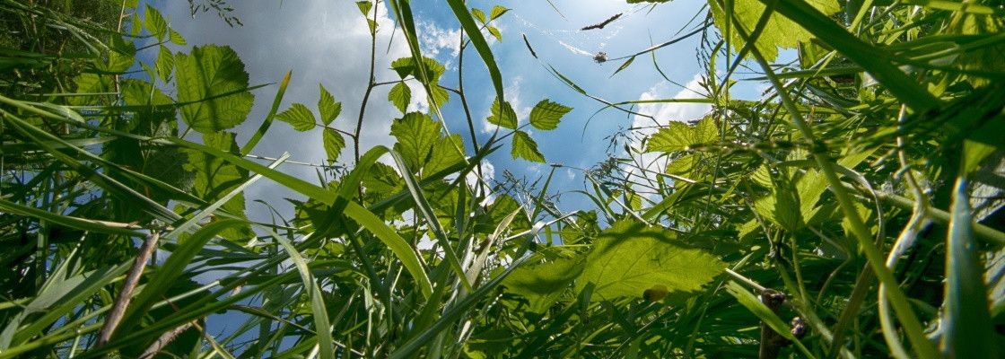Prairies fourragères