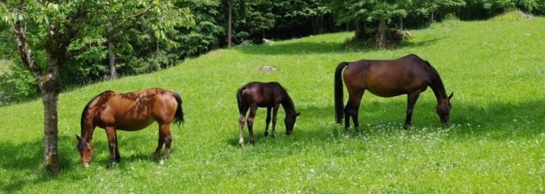 Prairies chevaux