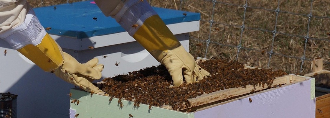 Gants pour apiculture
