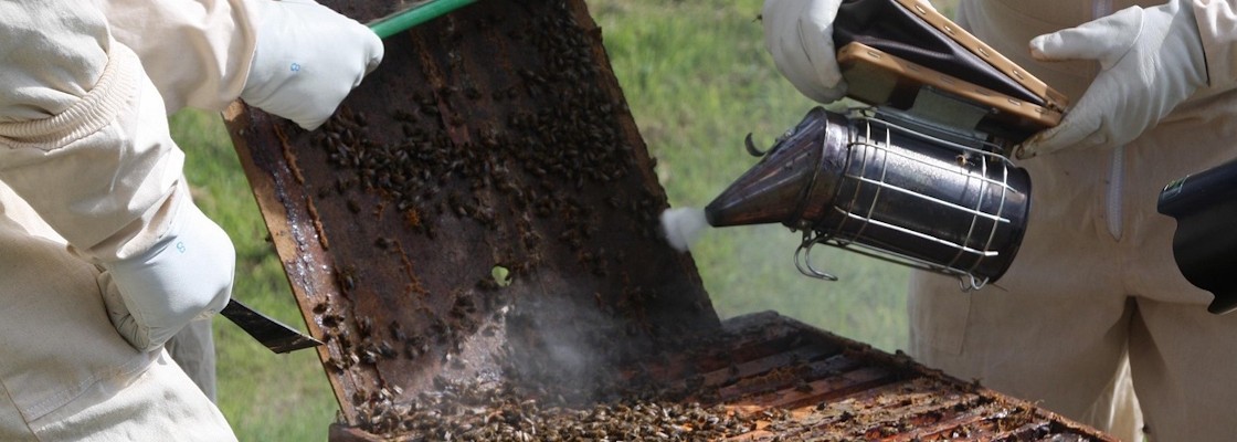 Enfumoirs à abeilles et combustibles