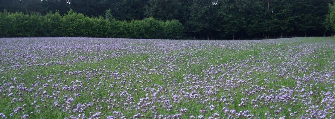 Couverts à gibier