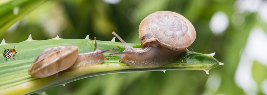 Insecticides & molluscicides réservés aux professionnels