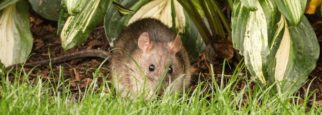 Raticides, souricides & rodenticides réservés aux professionnels