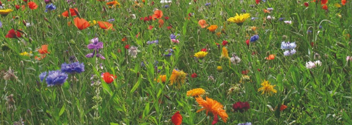 Mélanges prairies fleuries