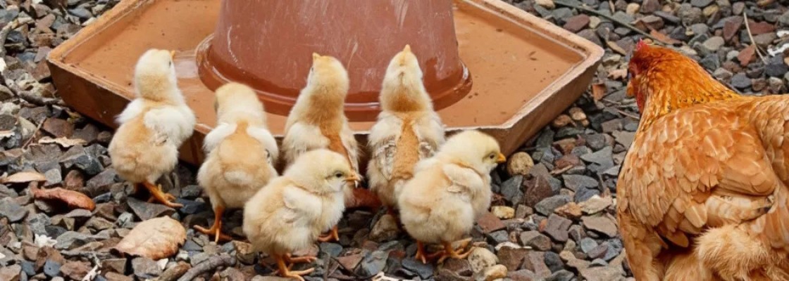 Abreuvoirs poules & volailles