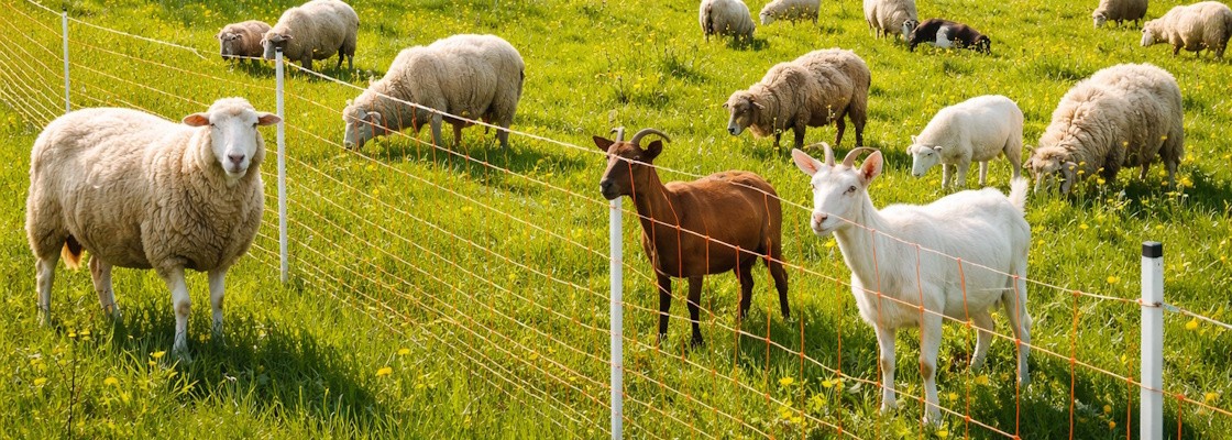 Clôture électrique moutons et chèvres