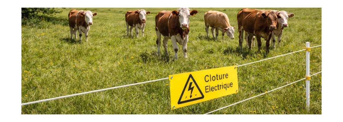 Clôture électrique vaches et bovins